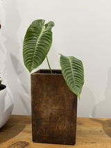 D Raphael review photo