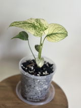 a.y. review photo
