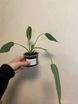 Mariah review photo