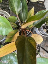 Lora plant mumma review photo