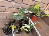 PlantmamaK review photo