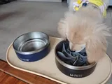 Pet Parent review photo