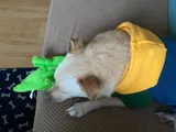 Pet Parent review photo