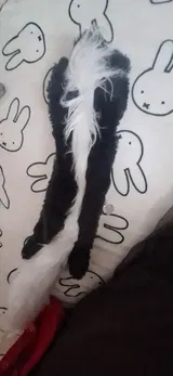 Pet Parent review photo