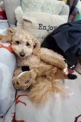 Pet Parent review photo