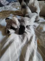 Pet Parent review photo