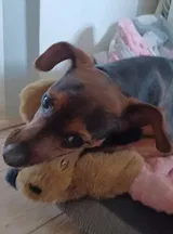 Pet Parent review photo