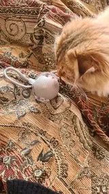 Pet Parent review photo
