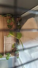 Pet Parent review photo