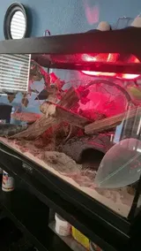 Pet Parent review photo