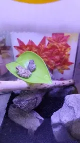Pet Parent review photo