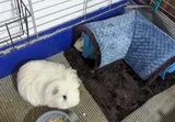 Pet Parent review photo