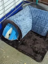 Pet Parent review photo