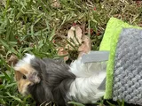 Pet Parent review photo