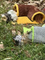 Pet Parent review photo