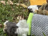 Pet Parent review photo