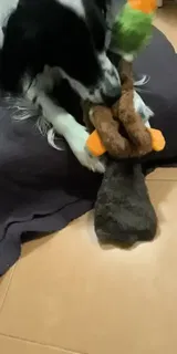 Pet Parent review photo