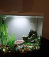Pet Parent review photo