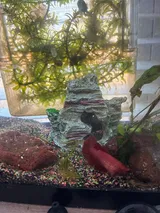 Verified Buyer review photo