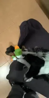 Pet Parent review photo
