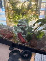Verified Buyer review photo
