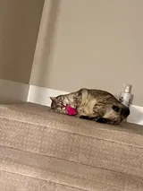 Pet Parent review photo