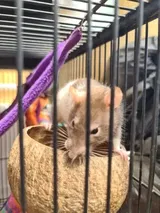 Pet Parent review photo