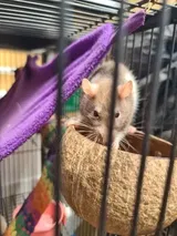 Pet Parent review photo