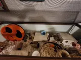 Pet Parent review photo