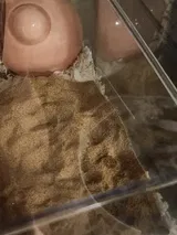 Pet Parent review photo