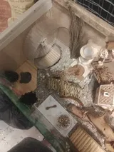 Pet Parent review photo