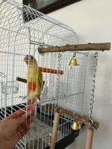 Pet Parent review photo