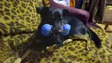 Pet Parent review photo