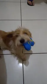 Pet Parent review photo
