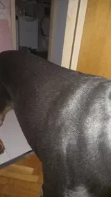 Pet Parent review photo