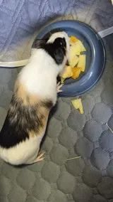 Pet Parent review photo