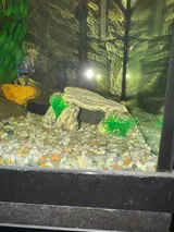 Pet Parent review photo