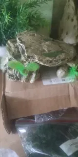 Verified Buyer review photo