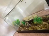 Pet Parent review photo