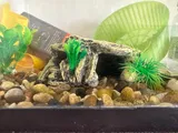 Pet Parent review photo