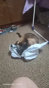 Pet Parent review photo