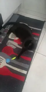 Pet Parent review photo