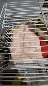 Pet Parent review photo