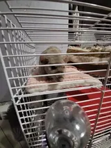 Pet Parent review photo