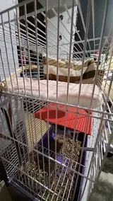 Pet Parent review photo