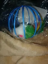 Pet Parent review photo
