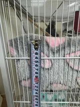 Pet Parent review photo