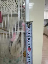 Pet Parent review photo