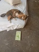Pet Parent review photo