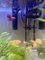 Pet Parent review photo